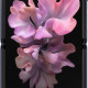 Samsung Galaxy Z Flip 256GB Mirror Purple